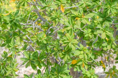 Jatropha unicostata, photographed by Morten Ross