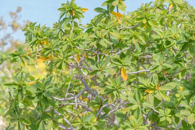 Jatropha unicostata, photographed by Morten Ross