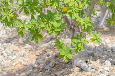 Jatropha unicostata, photographed by Morten Ross