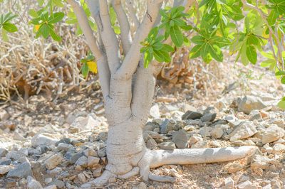 Jatropha unicostata, photographed by Morten Ross