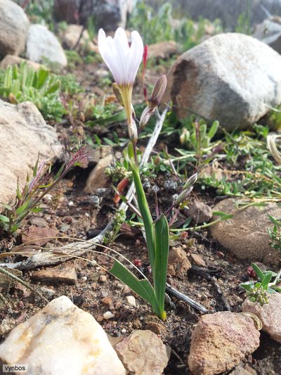 Ixia latifolia, photographed by Chris Vynbos