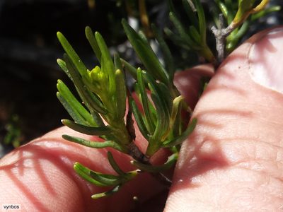 Pteronia paniculata, photographed by Chris Vynbos