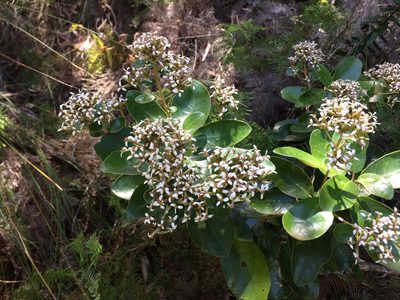 Olearia townsonii, photographed by nick_goldwater