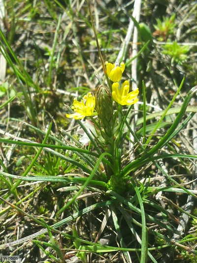 Bulbine annua, photographed by Chris Vynbos
