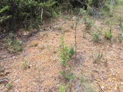 Pomaderris rugosa, photographed by nick_goldwater