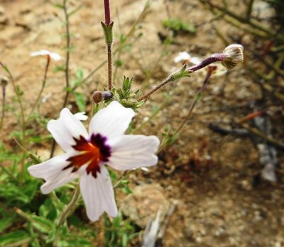 Jamesbrittenia racemosa, photographed by linkie