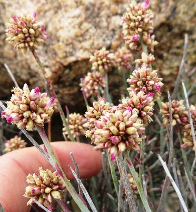 Hermbstaedtia glauca, photographed by linkie