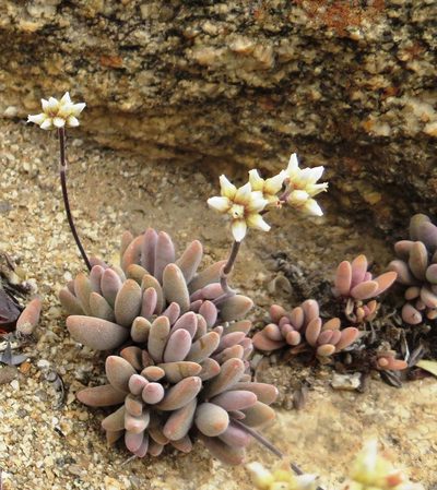 Crassula namaquensis, photographed by linkie