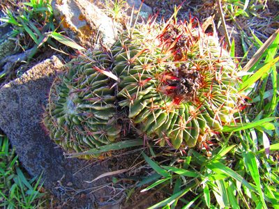 Stenocactus arrigens, photographed by Oscar Alejandro Morales Juárez