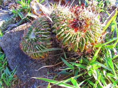 Stenocactus arrigens, photographed by Oscar Alejandro Morales Juárez