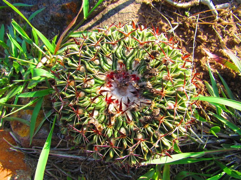 Stenocactus arrigens, photographed by Oscar Alejandro Morales Juárez