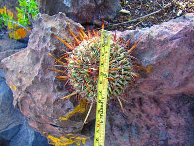 Stenocactus arrigens, photographed by Oscar Alejandro Morales Juárez