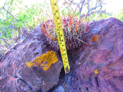 Stenocactus arrigens, photographed by Oscar Alejandro Morales Juárez