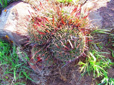 Stenocactus arrigens, photographed by Oscar Alejandro Morales Juárez