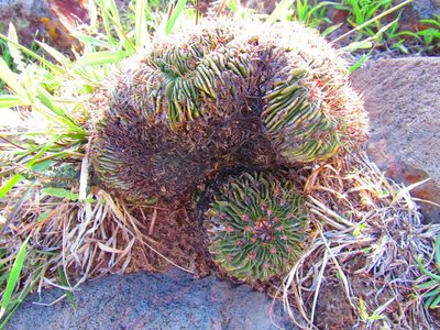 Stenocactus arrigens, photographed by Oscar Alejandro Morales Juárez