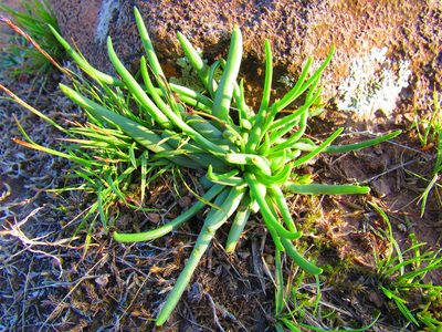 Phemeranthus napiformis, photographed by Oscar Alejandro Morales Juárez