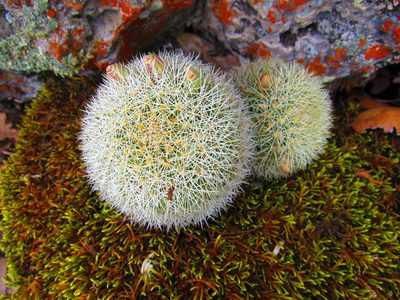 Mammillaria densispina, photographed by Oscar Alejandro Morales Juárez