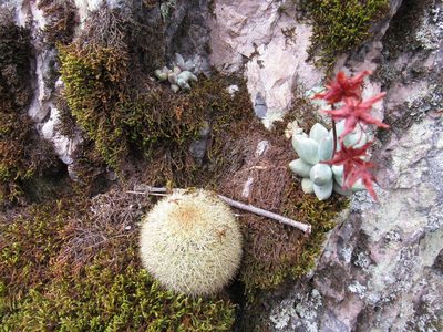 Mammillaria densispina, photographed by Oscar Alejandro Morales Juárez