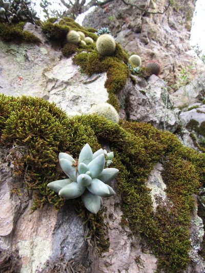 Pachyphytum compactum, photographed by Oscar Alejandro Morales Juárez