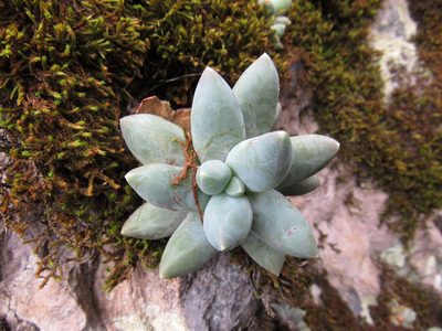 Pachyphytum compactum, photographed by Oscar Alejandro Morales Juárez