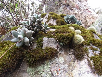 Pachyphytum compactum, photographed by Oscar Alejandro Morales Juárez