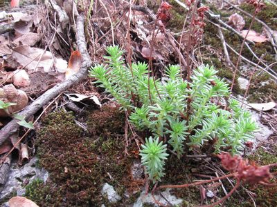 Sedum goldmanii, photographed by Oscar Alejandro Morales Juárez