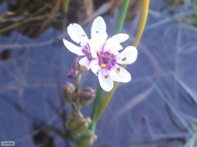 Wurmbea stricta, photographed by Chris Vynbos
