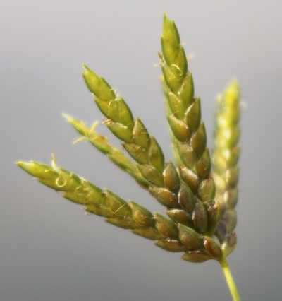 Cyperus schweinitzii, photographed by aarongunnar