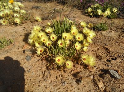 Cephalophyllum pillansii, photographed by Brian du Preez