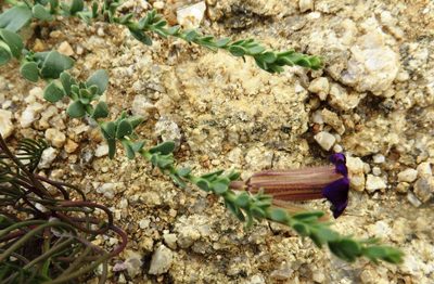 Peliostomum virgatum, photographed by linkie