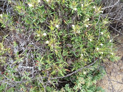 Blepharis macra, photographed by linkie