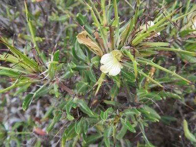 Blepharis macra, photographed by linkie