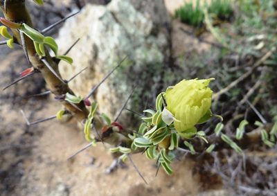 Monsonia spinosa, photographed by linkie