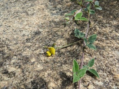 Rhynchosia schlechteri, photographed by linkie