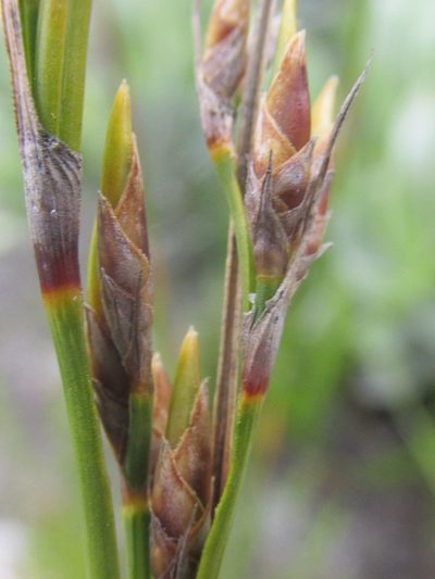 Tetraria microstachys, photographed by douglaseustonbrown