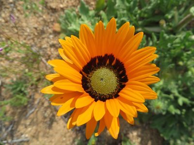 Arctotis fastuosa, photographed by linkie