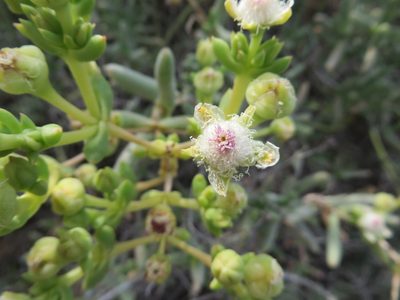 Stoeberia frutescens, photographed by linkie