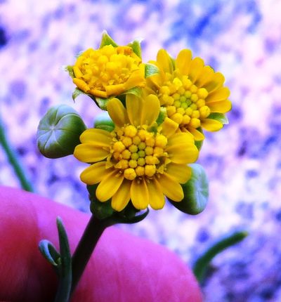 Gymnodiscus linearifolius, photographed by linkie