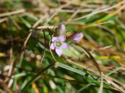 Gentianella obtusifolia, photographed by Andreas Stiller