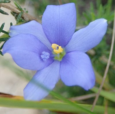 Aristea pusilla, photographed by Nicola van Berkel