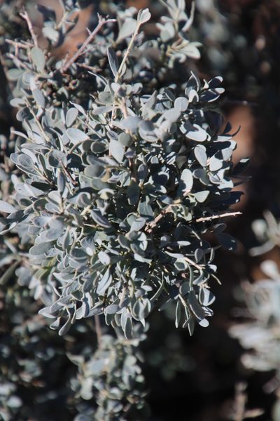 Antizoma miersiana, photographed by Tony Rebelo