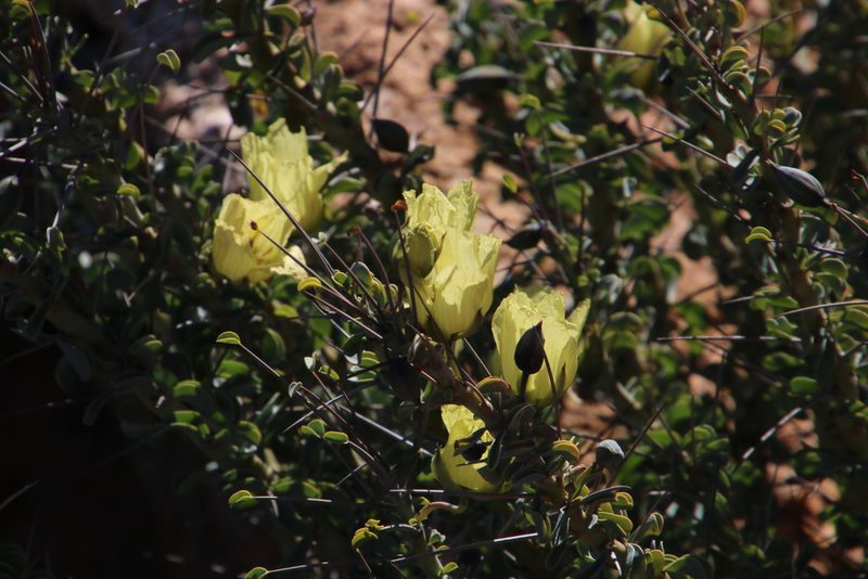 Monsonia spinosa, photographed by Tony Rebelo