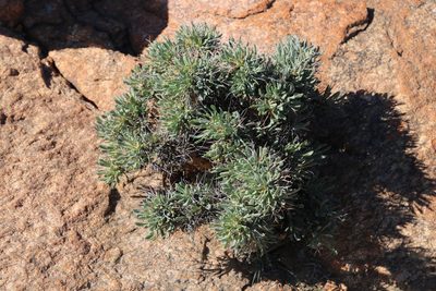 Othonna euphorbioides, photographed by Tony Rebelo