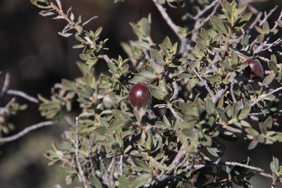 Diospyros ramulosa, photographed by Tony Rebelo