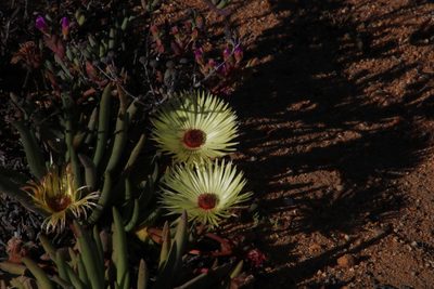 Cephalophyllum pillansii, photographed by Tony Rebelo