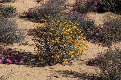 Euryops dregeanus, photographed by Tony Rebelo
