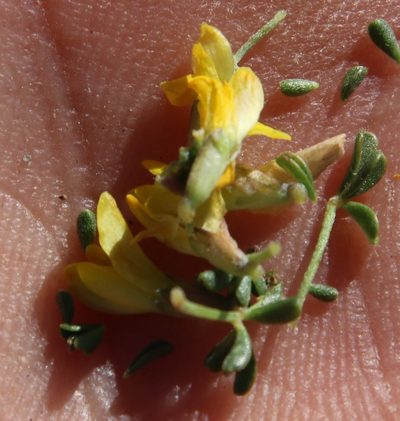 Leobordea quinata, photographed by Tony Rebelo