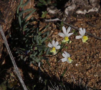 Nemesia versicolor, photographed by Tony Rebelo