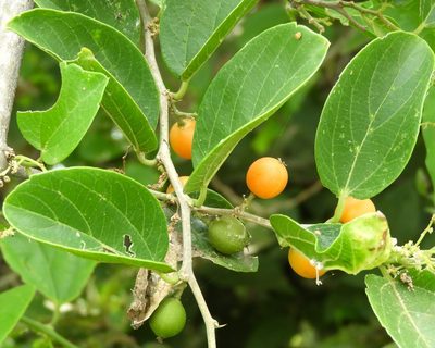Celtis iguanaea, photographed by Francisco Farriols Sarabia