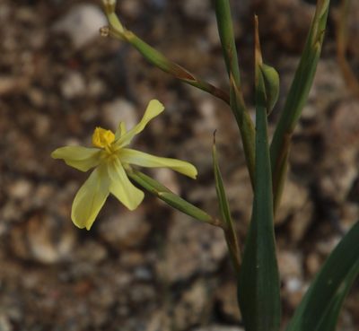 Moraea schlechteri, photographed by Tony Rebelo
